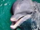 dolphins-5.jpg