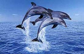 dolphins-6.jpg